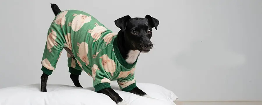 Revolutionary Anion Technology for Pet Health